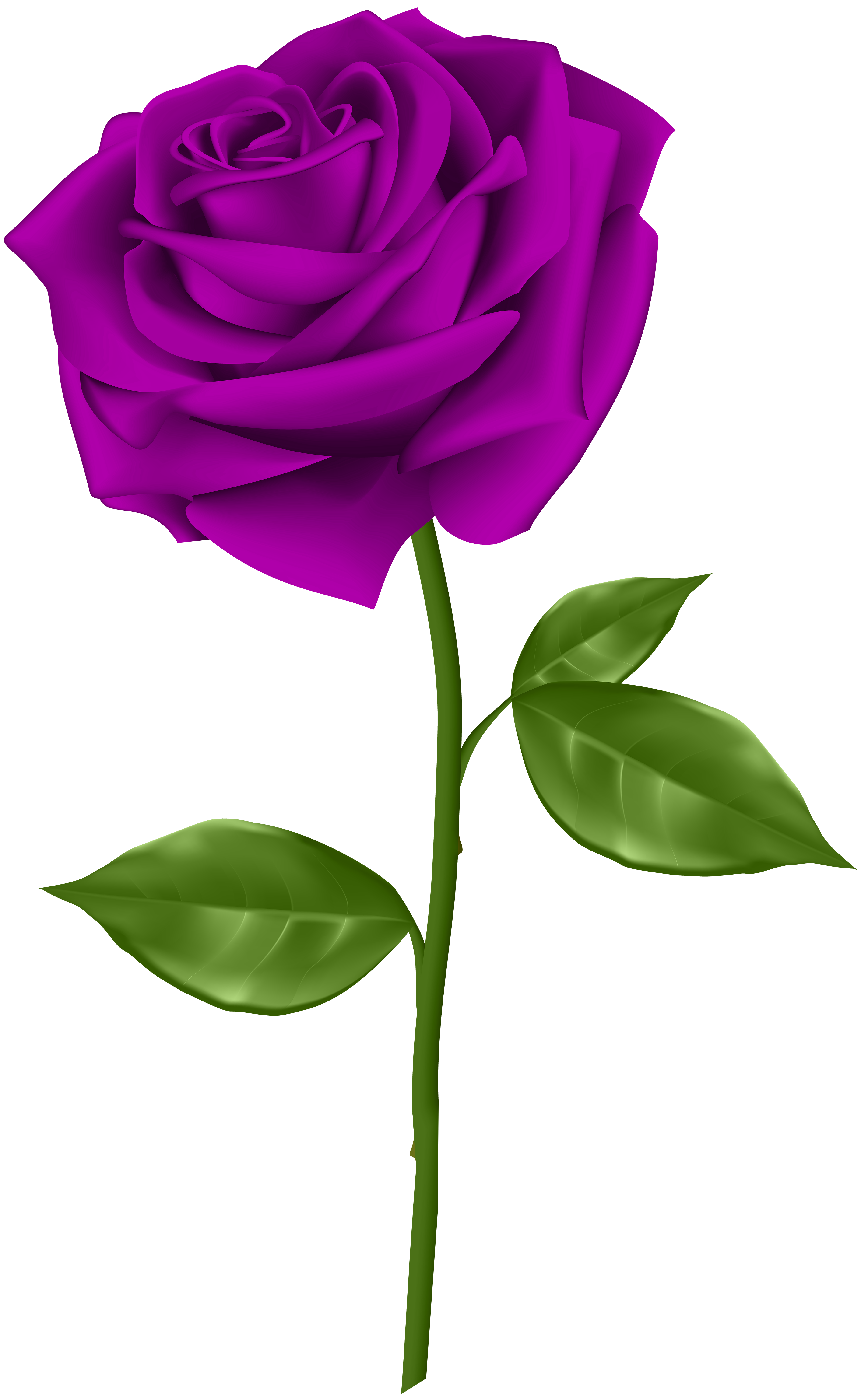 rose clipart purple