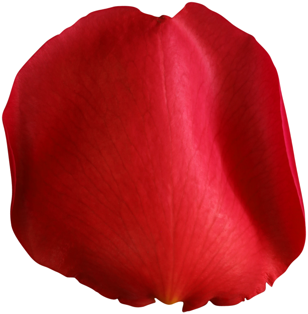 Rose rose petal