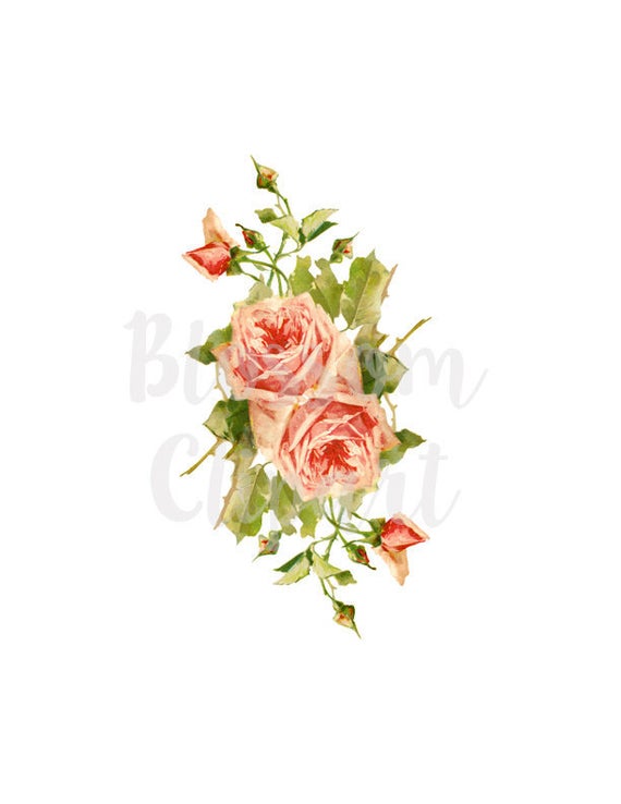 Roses vintage illustration . Rose clipart shabby chic
