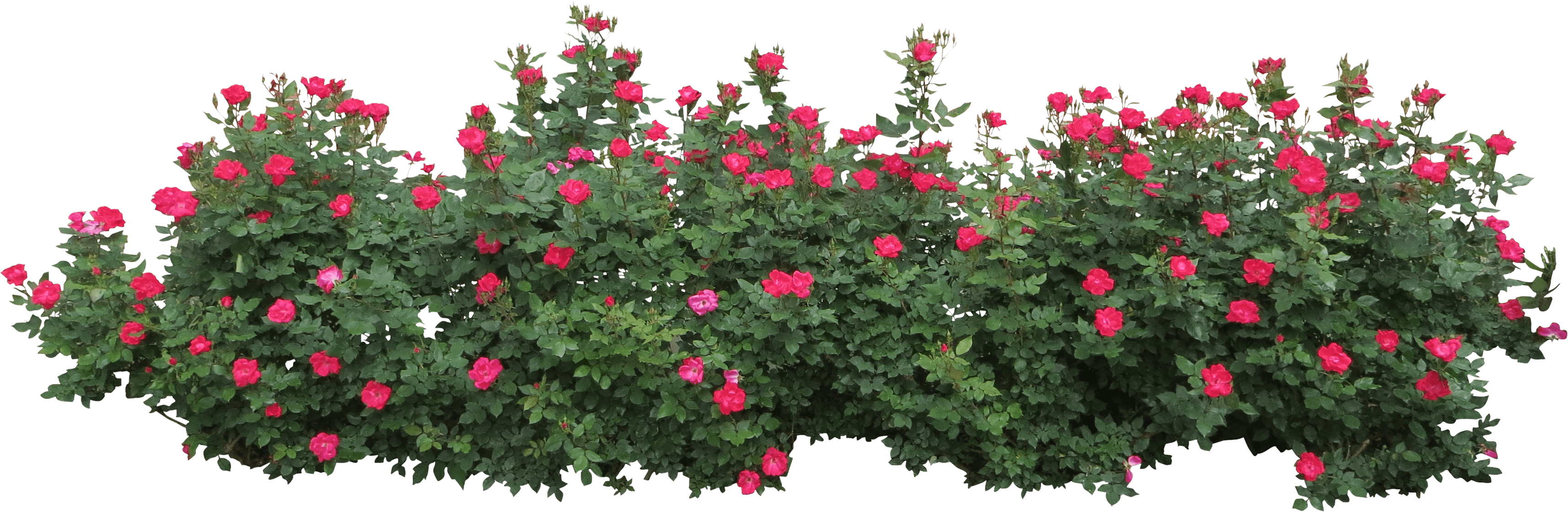 rose clipart shrub