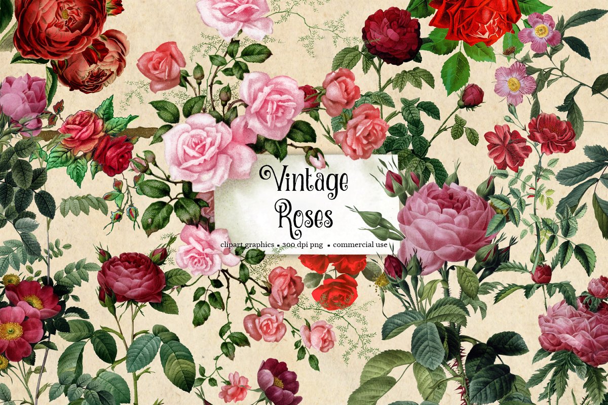rose clipart vintage