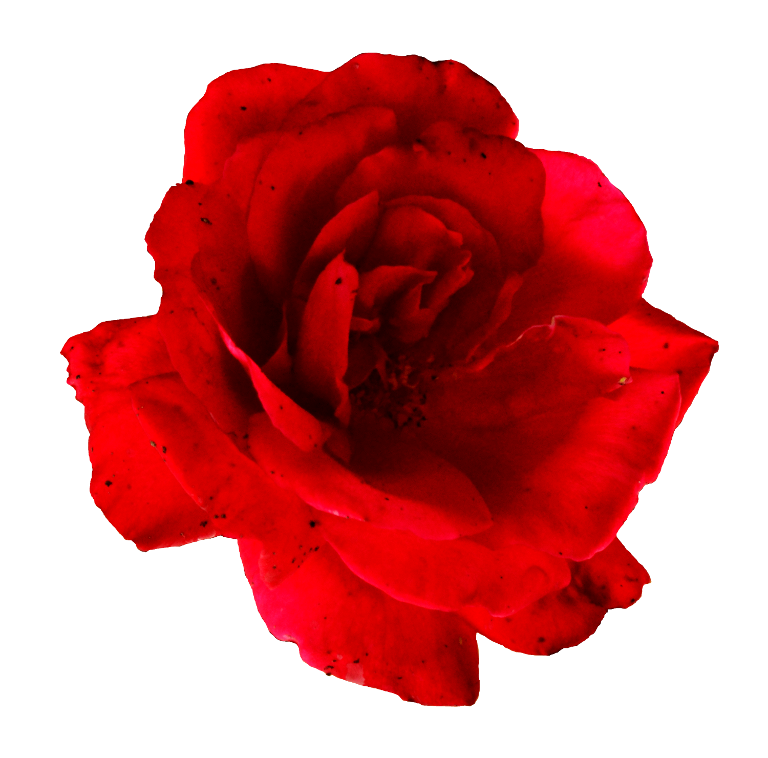  flower red image. Rose png images