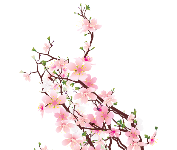 Sakura flower png. Collection of free blossomed