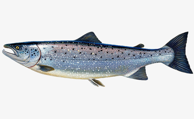 salmon clipart