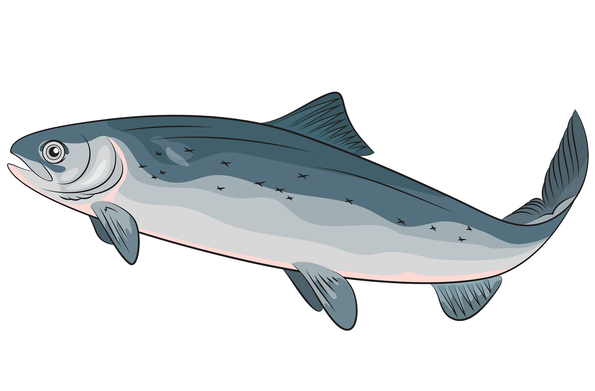 salmon clipart aboriginal animal