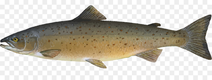 salmon clipart atlantic salmon