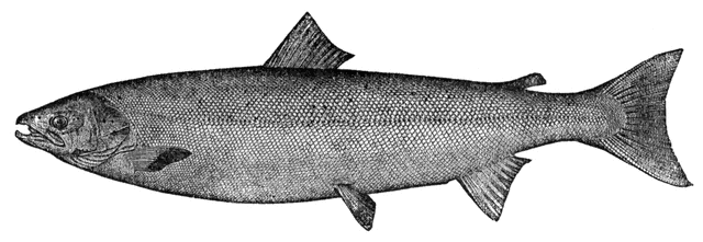 salmon clipart atlantic salmon