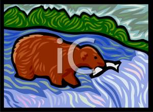 salmon clipart bear