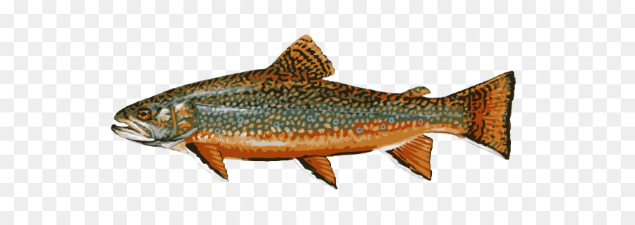 Salmon clipart brook trout. Rainbow illustration fishing fish