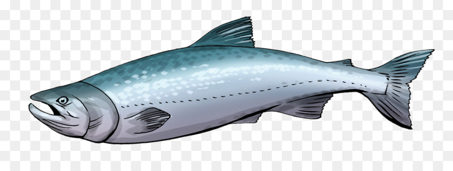 salmon clipart cartoon