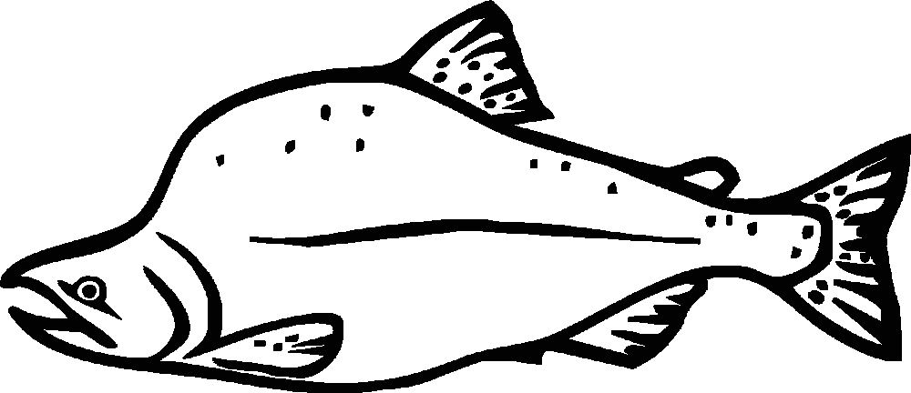 Salmon chinook salmon