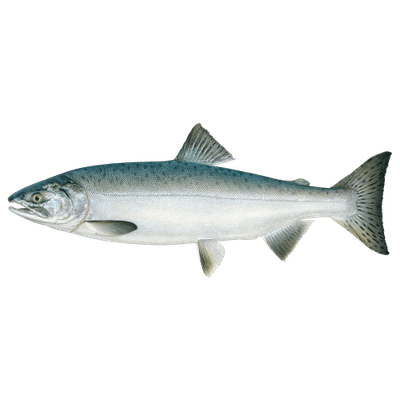 salmon clipart clear background