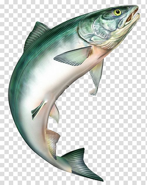 salmon clipart cod fish