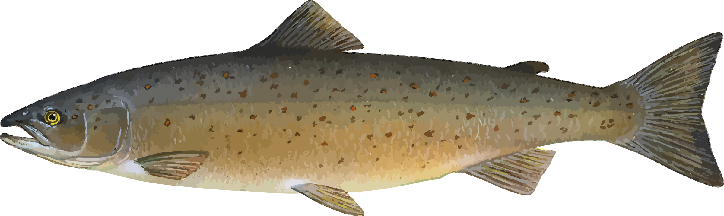 trout clipart pink salmon
