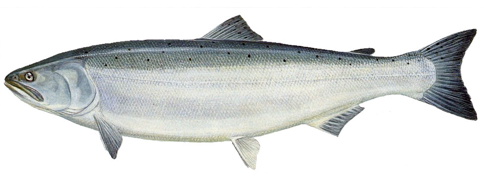salmon clipart fish body