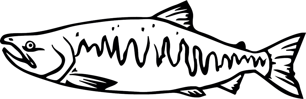 salmon clipart hand drawn