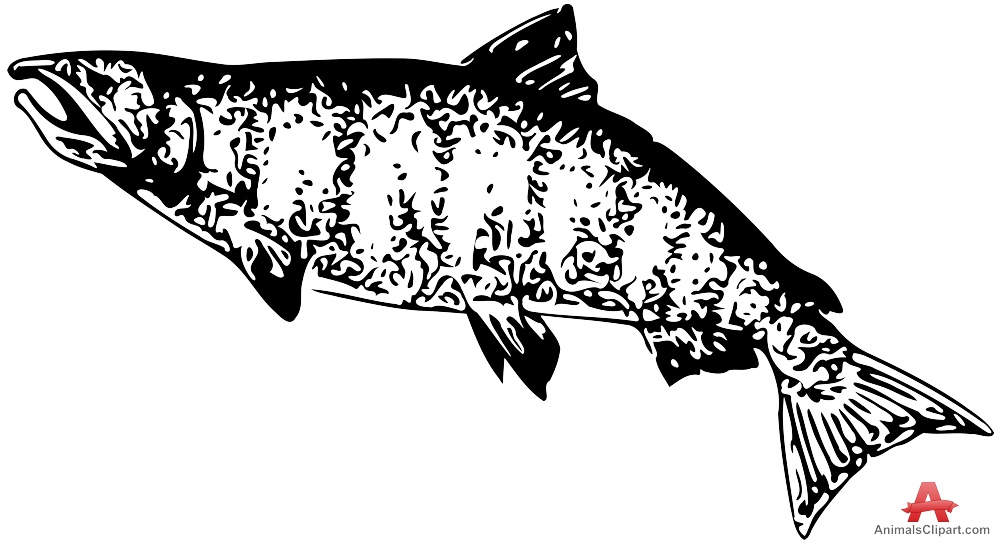 salmon clipart jpeg