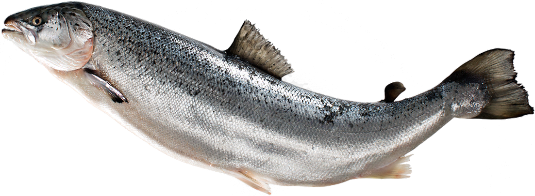 salmon clipart jump