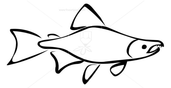 salmon clipart line art