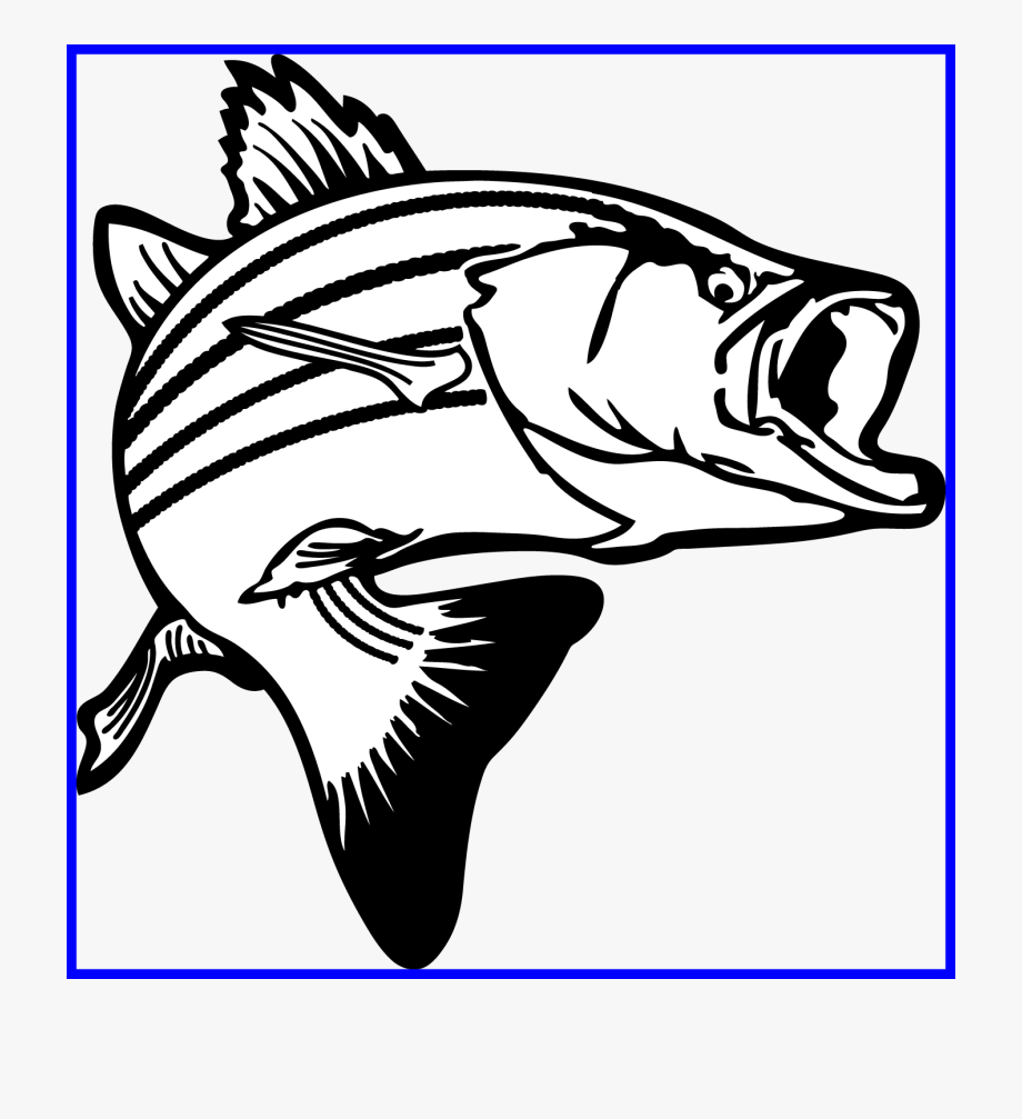 salmon clipart line art