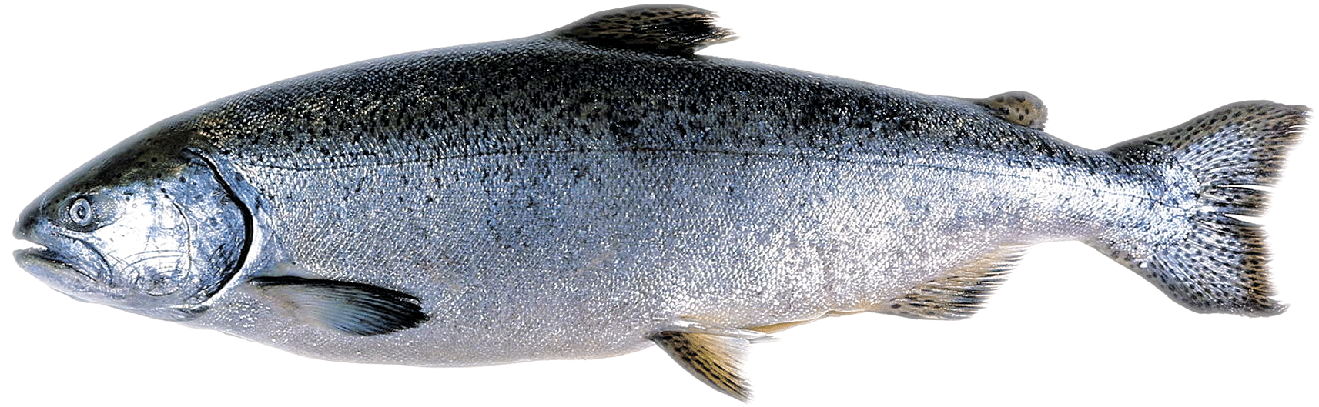 Raw how much is. Salmon clipart market fish