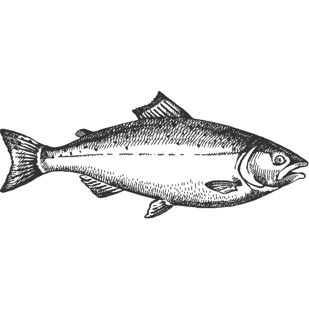 trout clipart oily fish