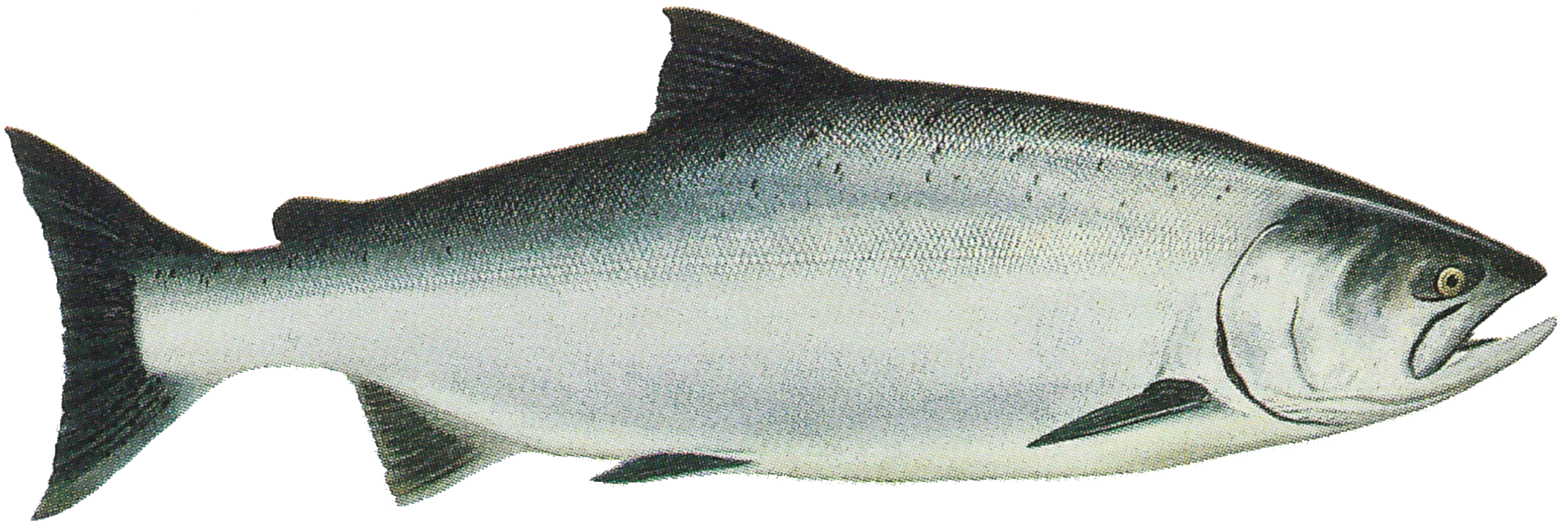 salmon clipart milkfish