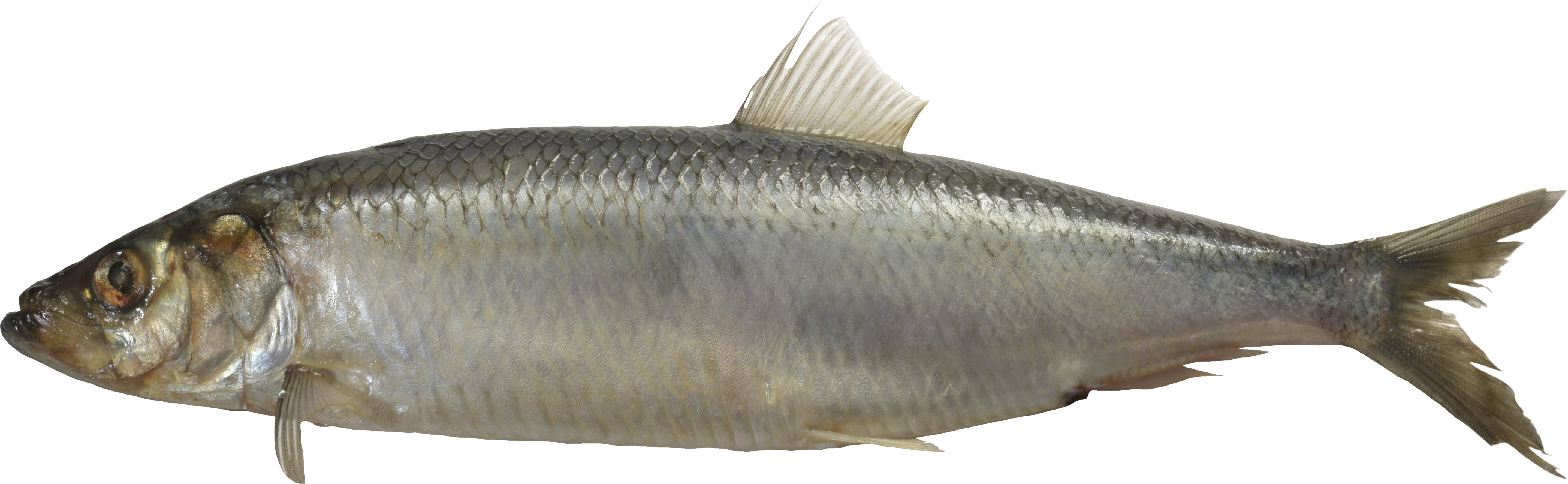 salmon clipart milkfish