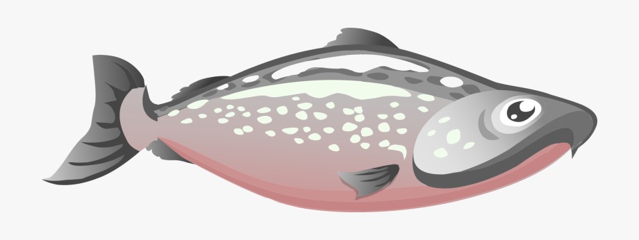 Salmon clipart pink salmon. Trout png 
