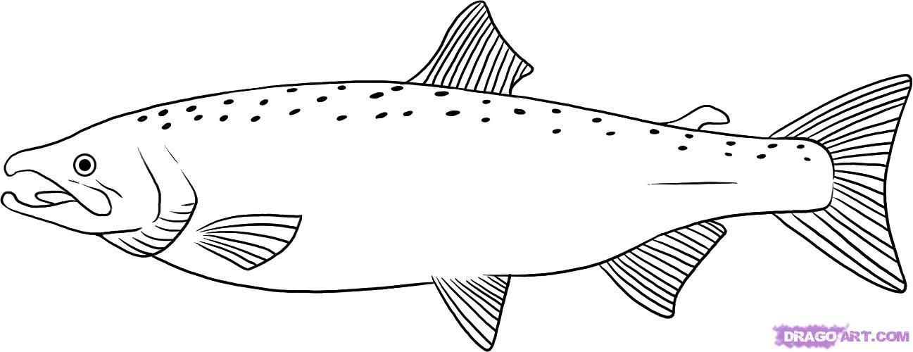 salmon clipart realistic fish