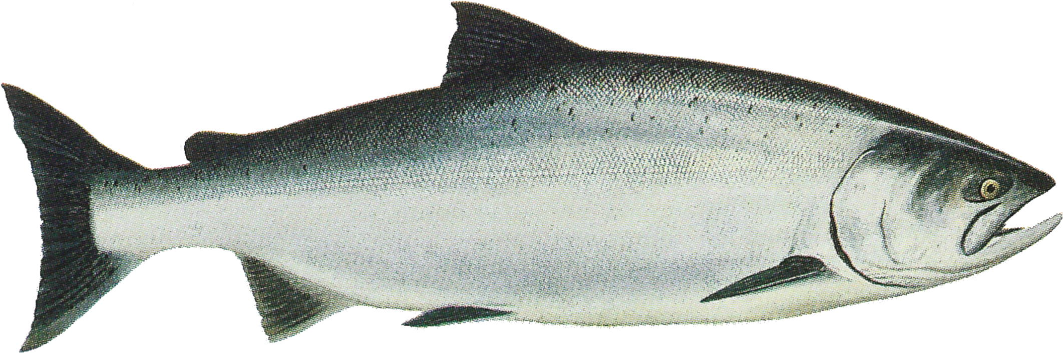 Salmon clipart salmon alaskan. Png transparent alaska state
