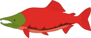 salmon clipart salmon alaskan