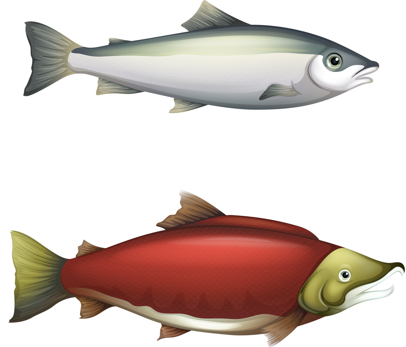 salmon clipart seafish