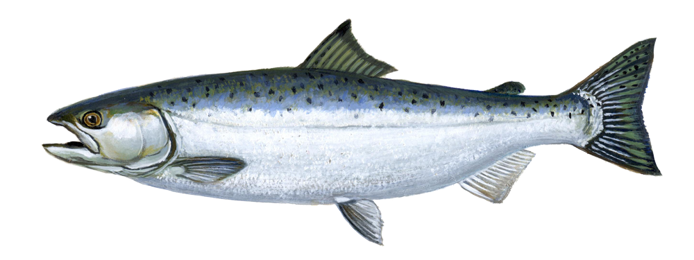 salmon clipart seafish
