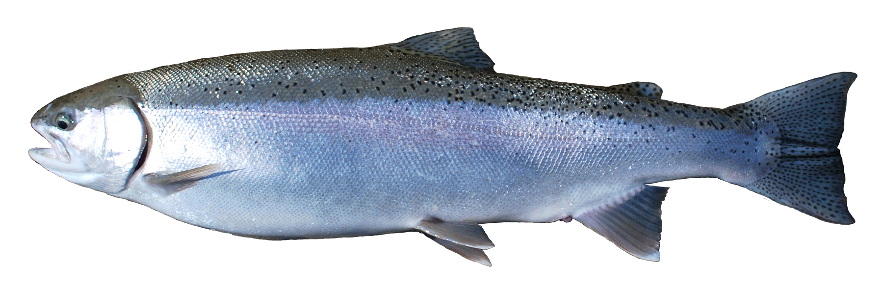 salmon clipart sockeye salmon