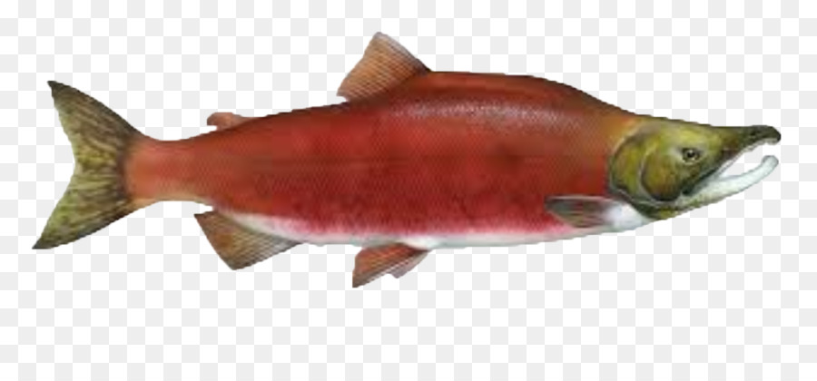 salmon clipart sockeye salmon