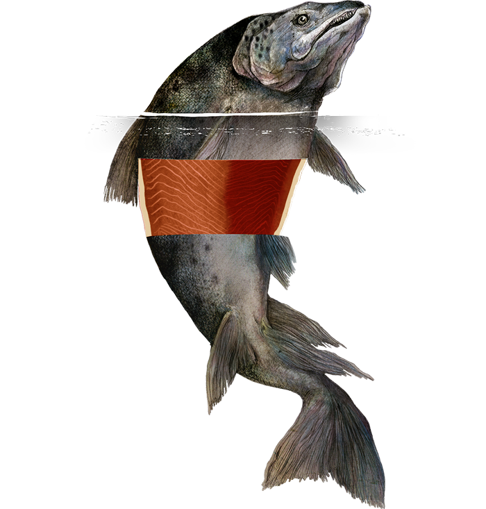 salmon clipart swimming upstream