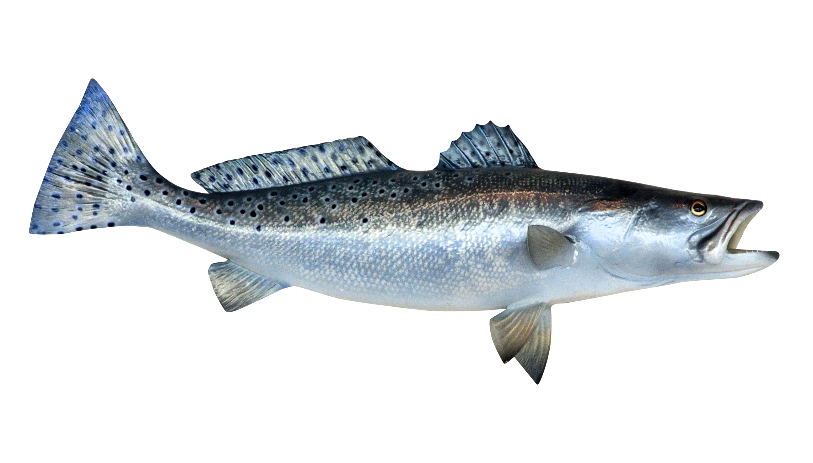 salmon clipart transparent background