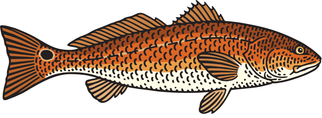 salmon clipart trout