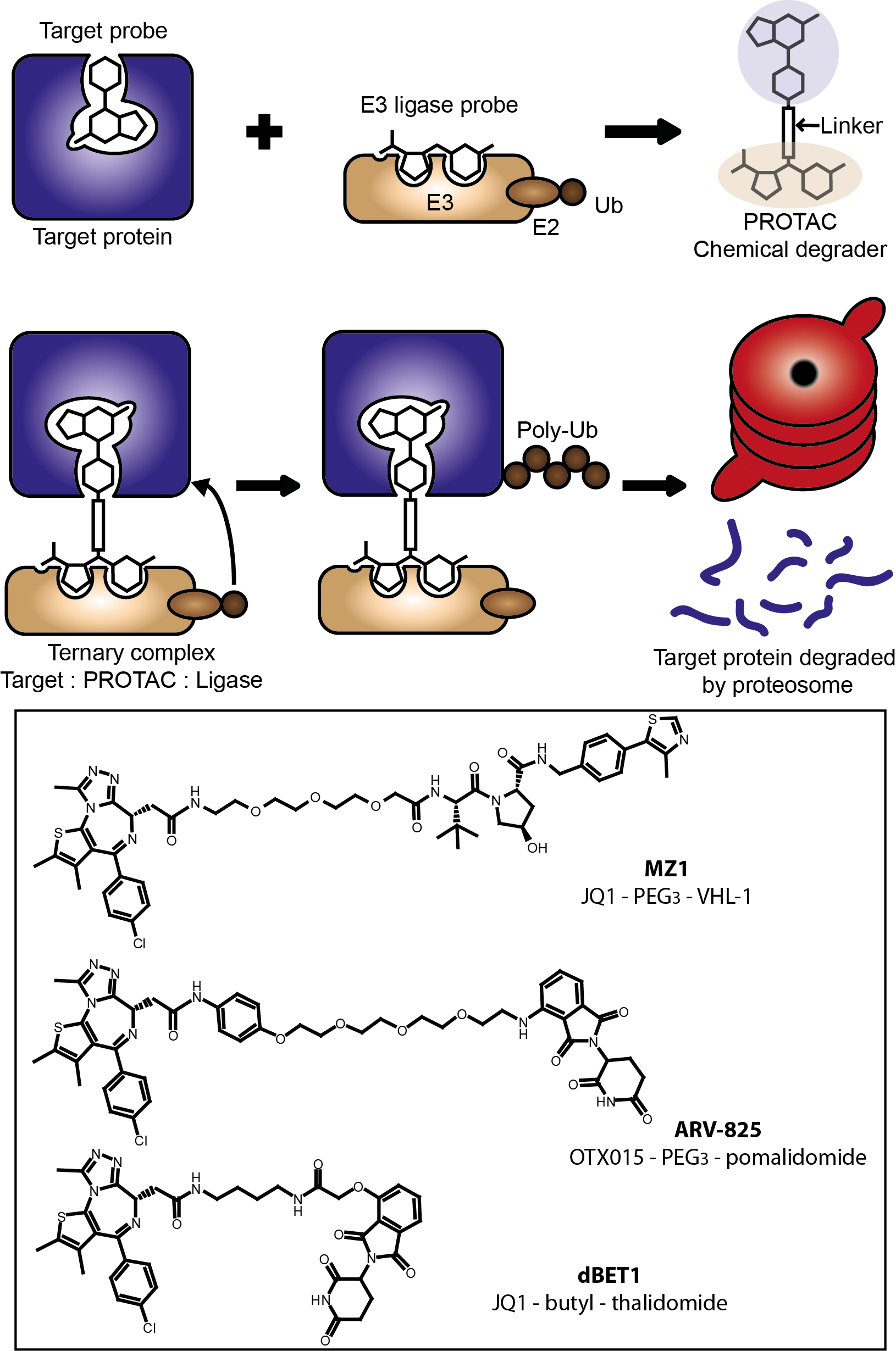 Our review on advanced. Scientist clipart epigenetics