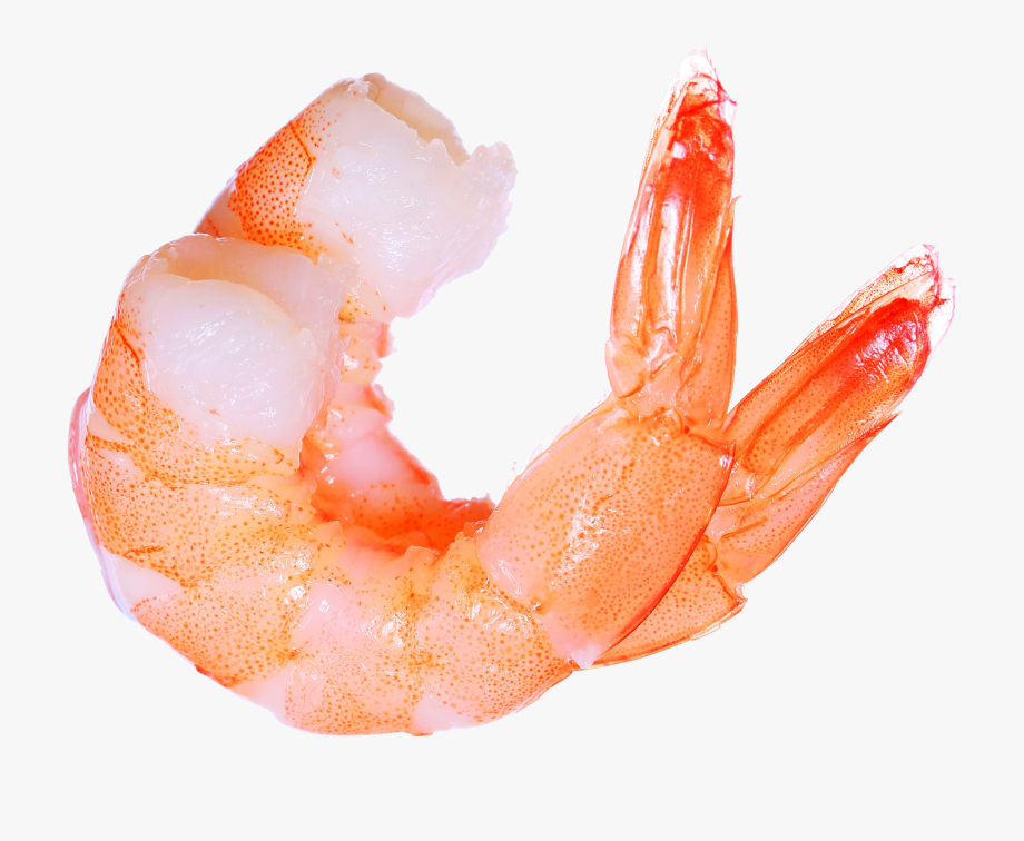 seafood clipart brine shrimp