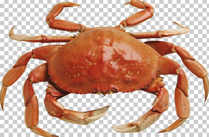 seafood clipart crab meat