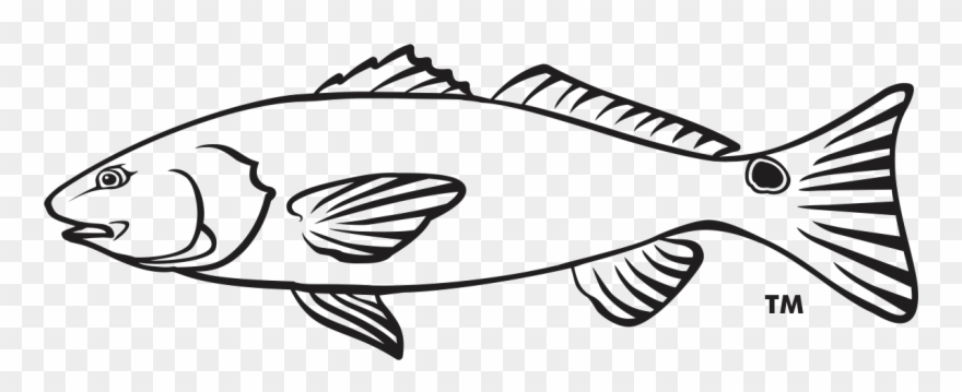Outline red drum . Seafood clipart drawing