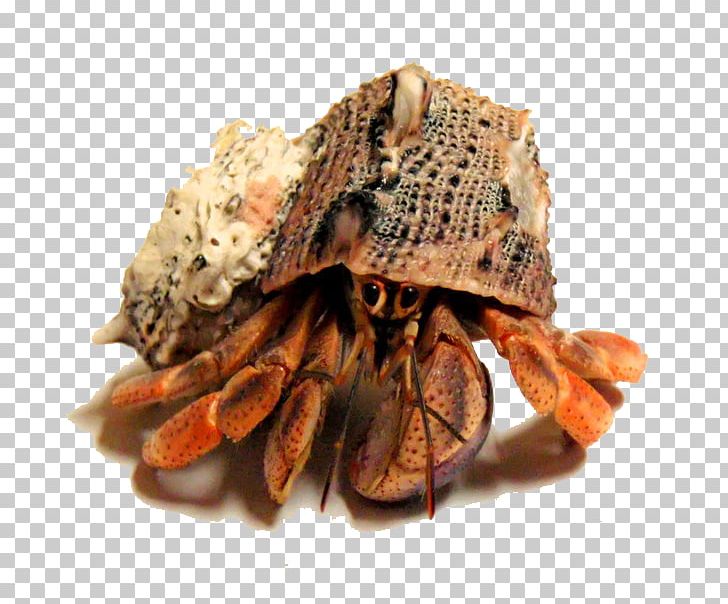 seafood clipart hermit crab