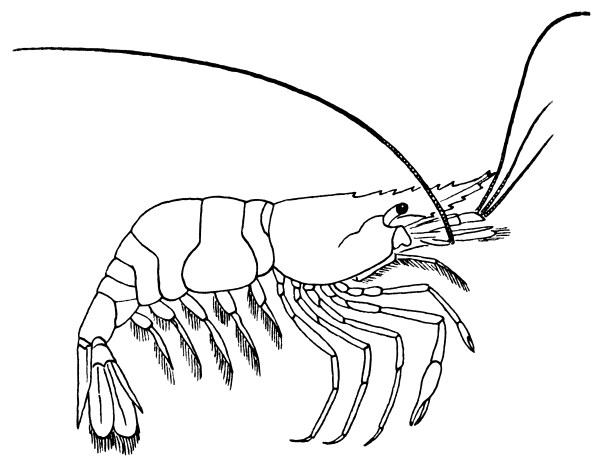 Seafood clipart hipon. Free shrimp page of