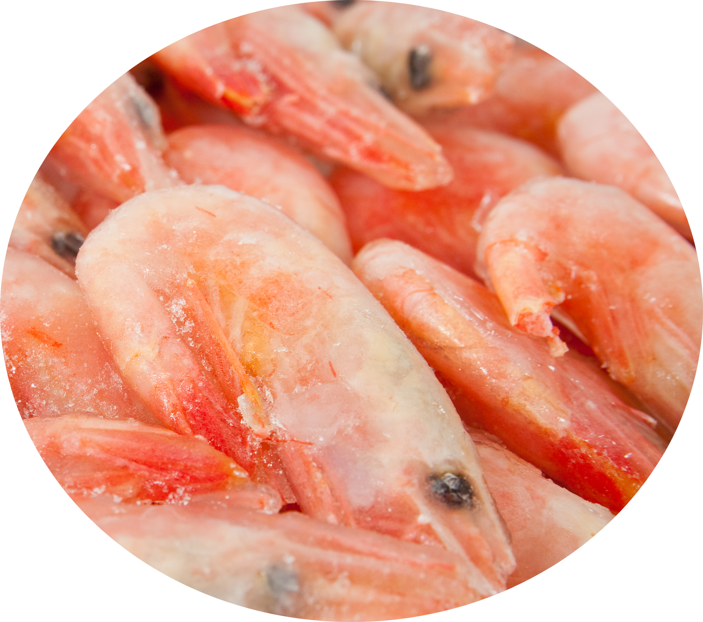 seafood clipart krill