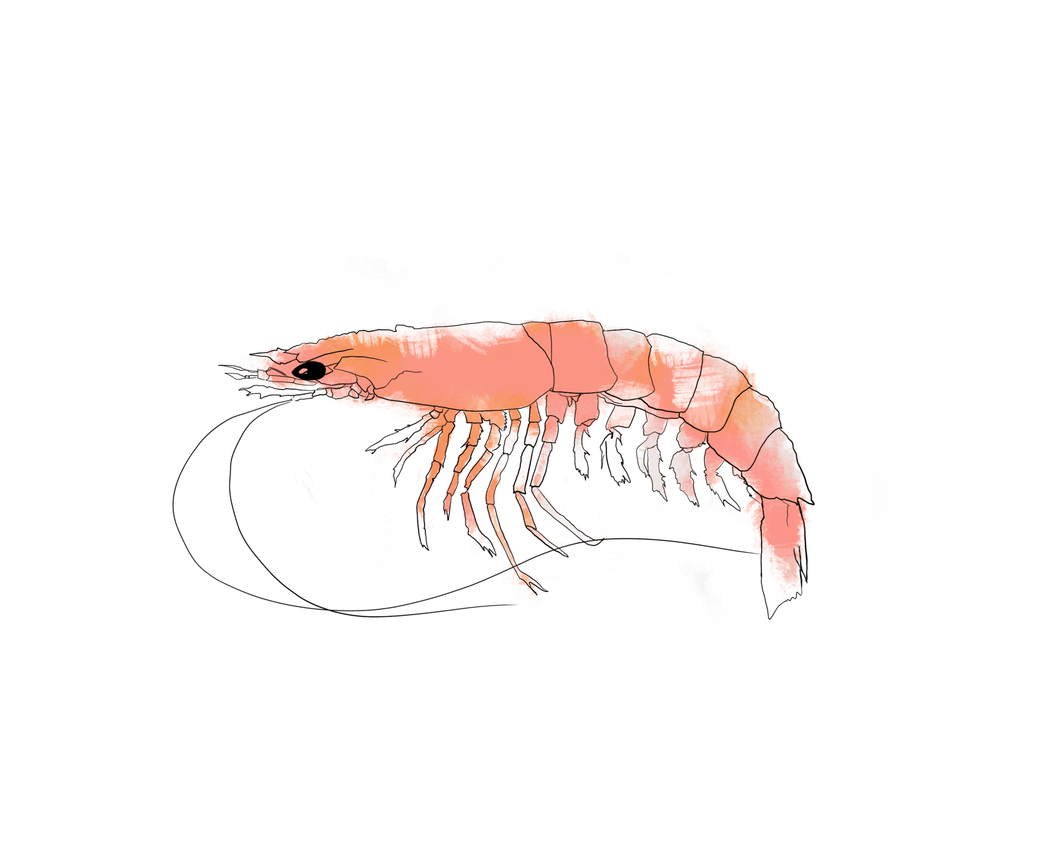 seafood clipart krill