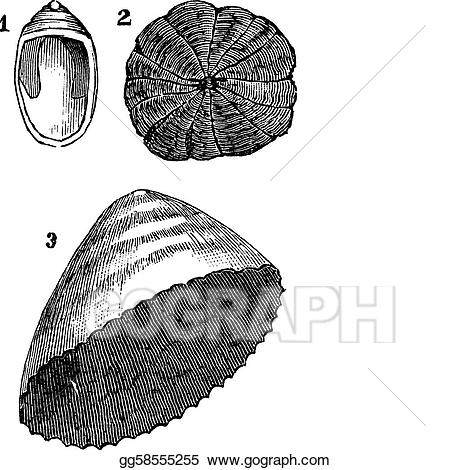 seafood clipart limpet