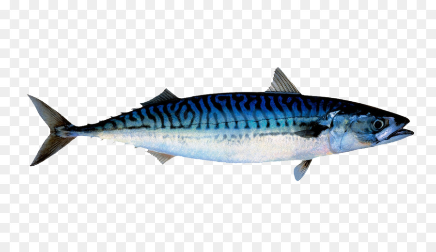 seafood clipart mackerel fish