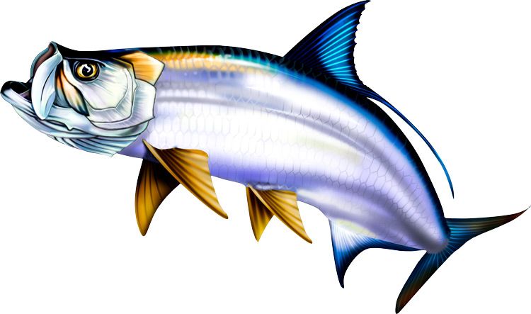 seafood clipart realistic